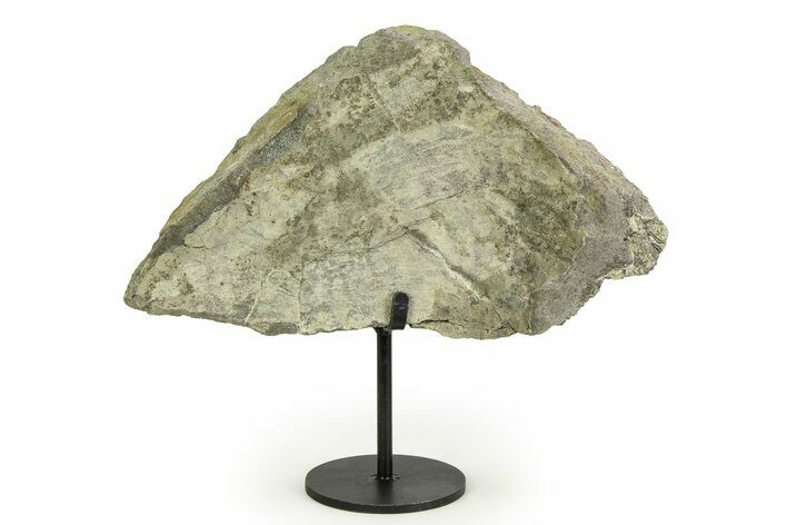 Fossil Sauropod Vertebra Section with Metal Stand - Colorado #354326